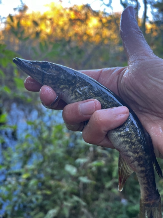 Grass Pickerel